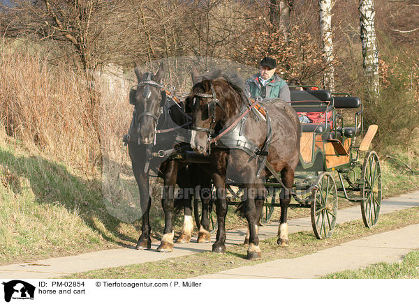 Pferdegespann / horse and cart / PM-02854