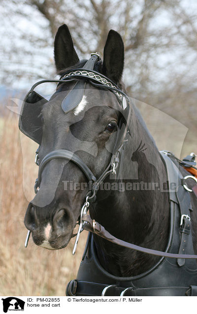 Pferdegespann / horse and cart / PM-02855