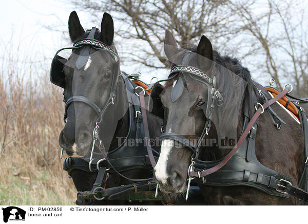 Pferdegespann / horse and cart / PM-02856