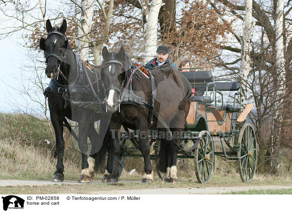 horse and cart / PM-02858