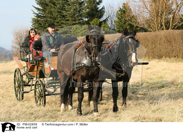 Pferdegespann / horse and cart / PM-02859