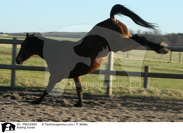 auskeilendes Warmblut / kicking horse / PM-02860