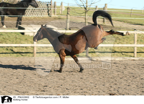 auskeilendes Warmblut / kicking horse / PM-02862