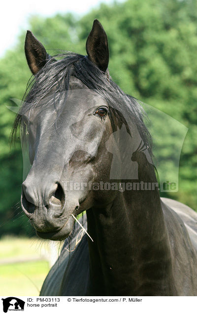 Pferdeportrait / horse portrait / PM-03113