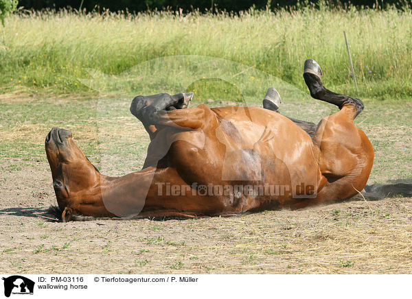 sich wlzendes Pferd / wallowing horse / PM-03116