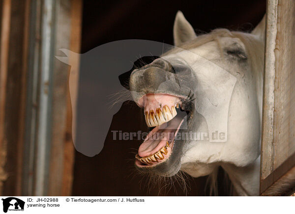 yawning horse / JH-02988