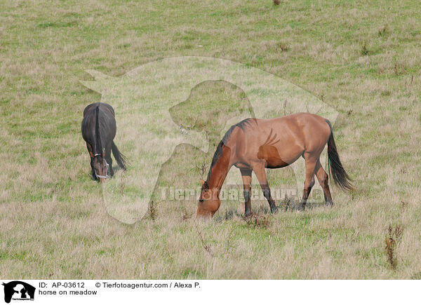 Pferd auf der Weide / horse on meadow / AP-03612