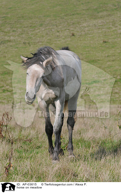 Pferd auf der Weide / horse on meadow / AP-03615