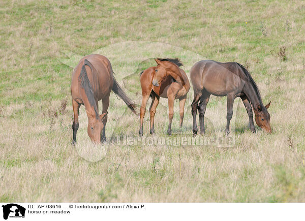Pferd auf der Weide / horse on meadow / AP-03616