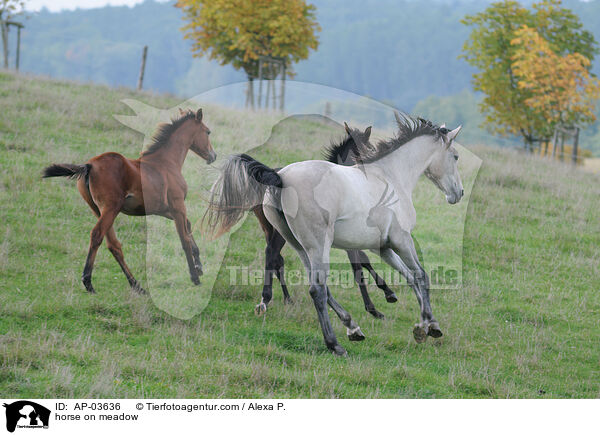 Pferd auf der Weide / horse on meadow / AP-03636