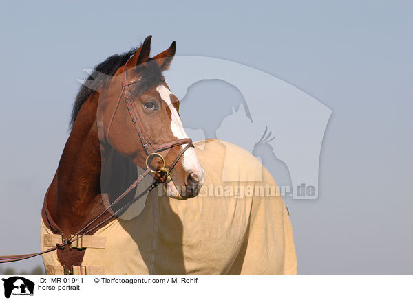 Brauner im Portrait / horse portrait / MR-01941