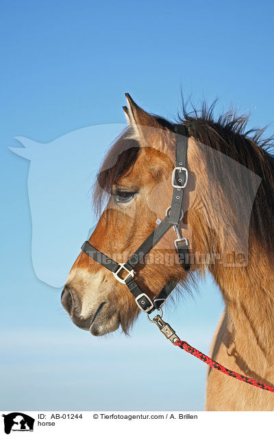 Friese-Fjordpferd-Mischling / horse / AB-01244