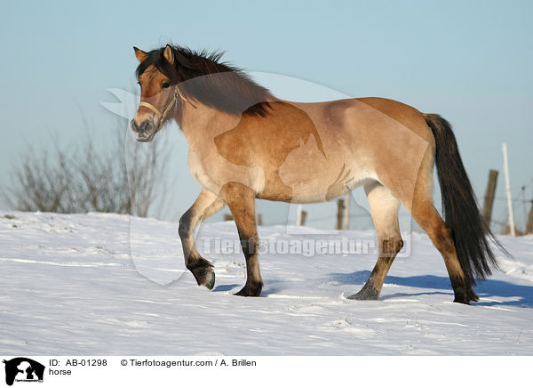 Friese-Fjordpferd-Mischling / horse / AB-01298
