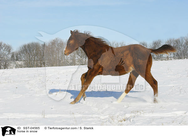 Warmblut im Schnee / horse in snow / SST-04565