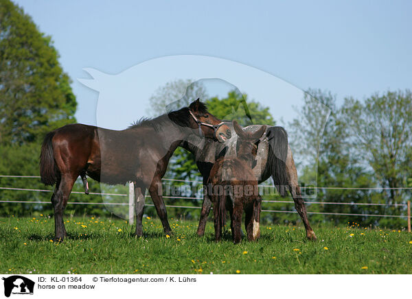 horse on meadow / KL-01364