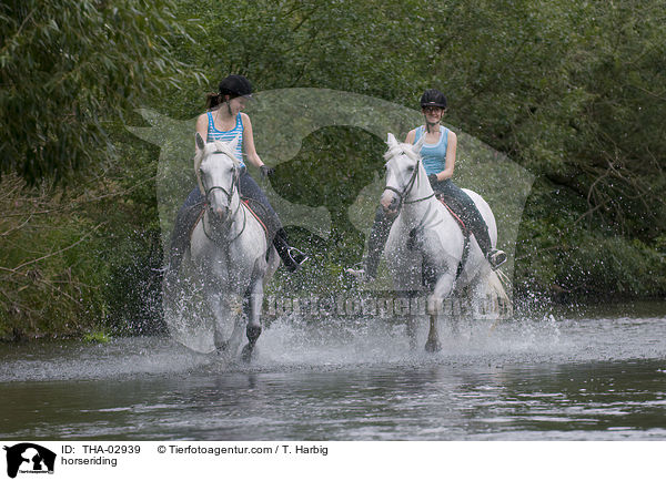 Pferd und Reiter / horseriding / THA-02939