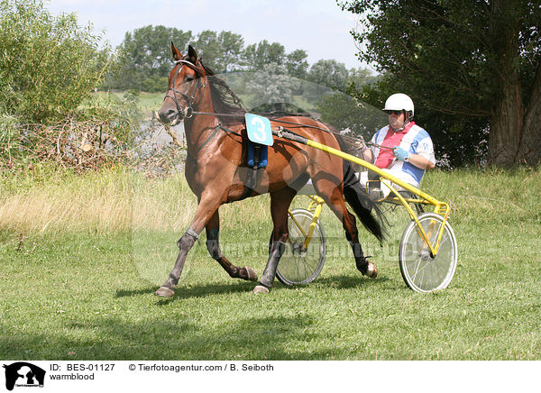 Warmblut / warmblood / BES-01127