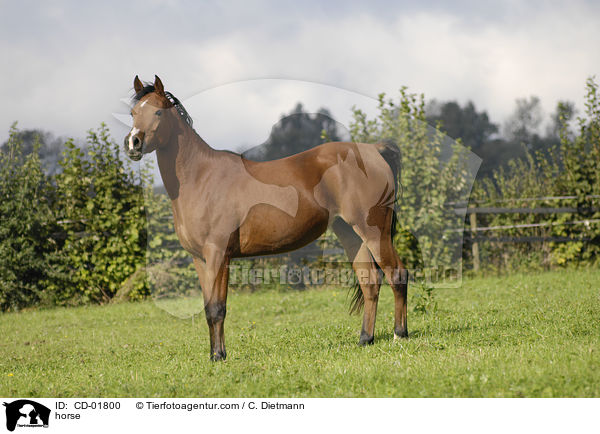 Pferd / horse / CD-01800