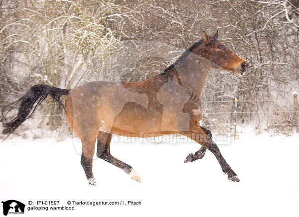 galoppierendes Warmblut / galloping warmblood / IPI-01597
