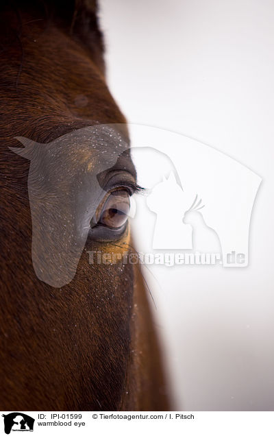 Warmblut Auge / warmblood eye / IPI-01599