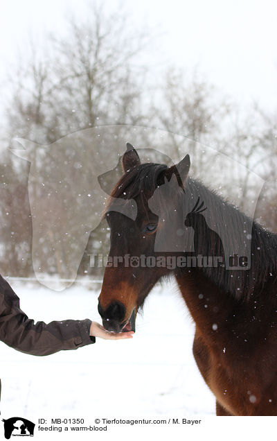 Warmblut wird gefttert / feeding a warm-blood / MB-01350