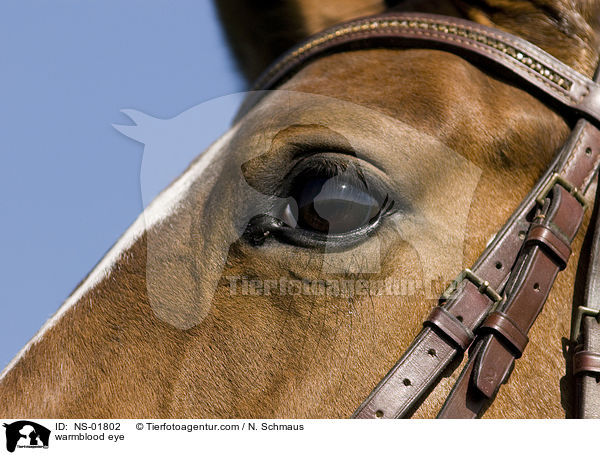 Warmblut Auge / warmblood eye / NS-01802