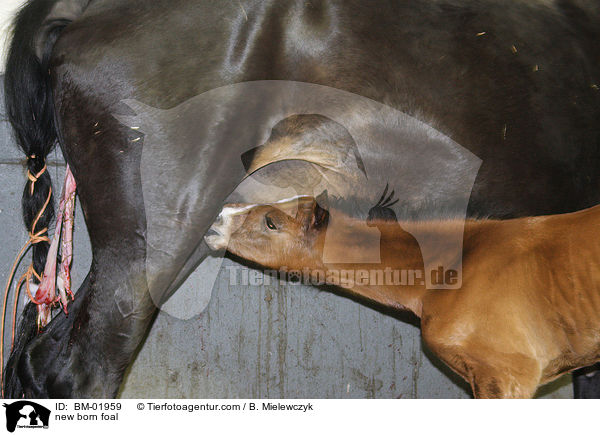 Fohlengeburt / new born foal / BM-01959