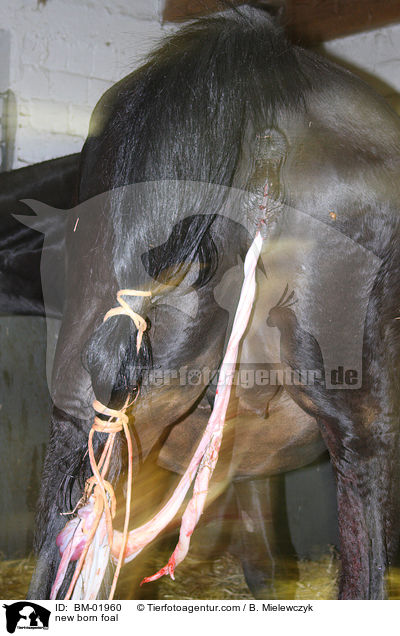 new born foal / BM-01960