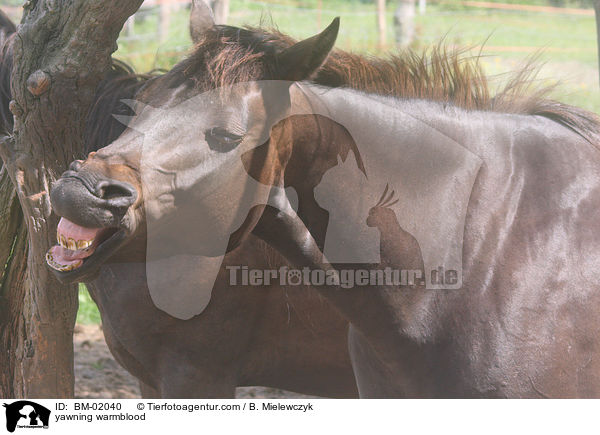 ghnendes Warmblut / yawning warmblood / BM-02040
