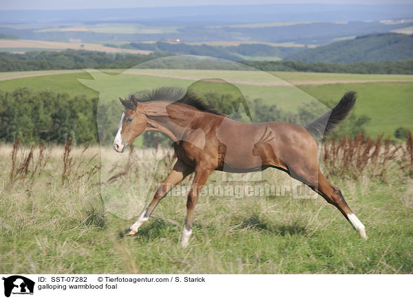 galloping warmblood foal / SST-07282