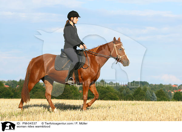 Frau reitet Warmblut / woman rides warmblood / PM-04537