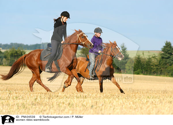 Frauen reiten Warmblter / women rides warmbloods / PM-04539