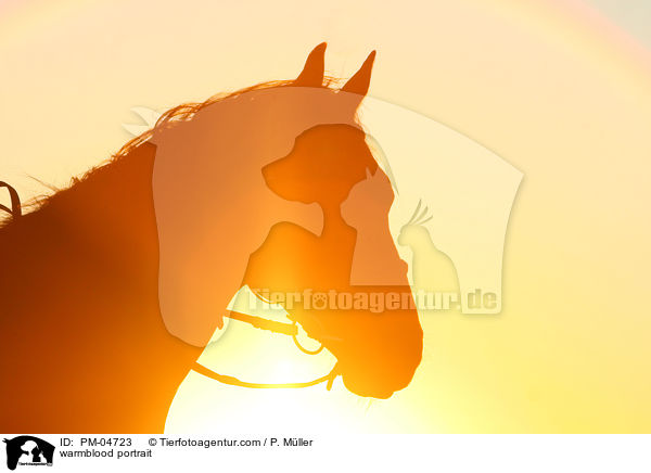 Warmblut Portrait / warmblood portrait / PM-04723
