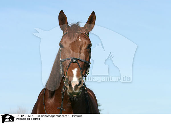 Warmblut Portrait / warmblood portrait / IP-02595