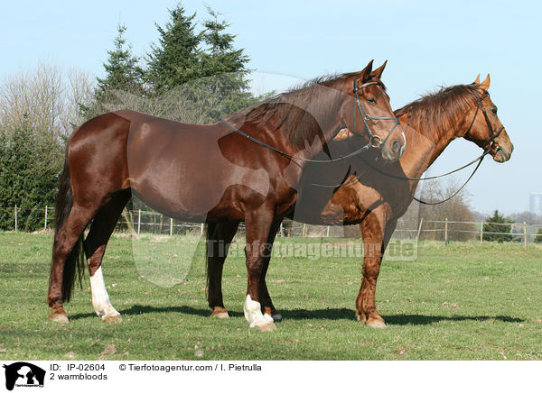 2 Warmblter / 2 warmbloods / IP-02604