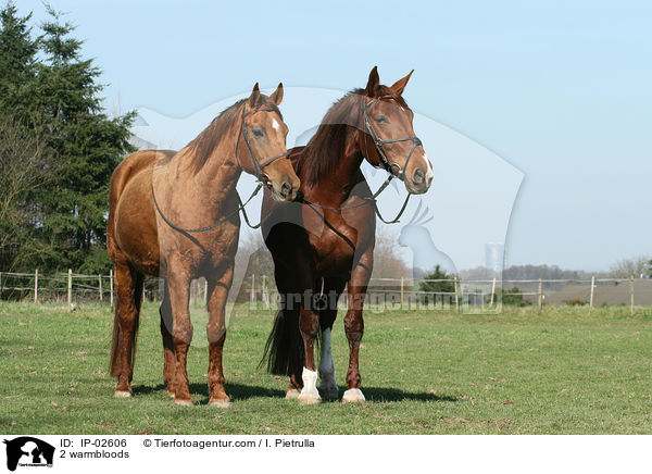 2 Warmblter / 2 warmbloods / IP-02606