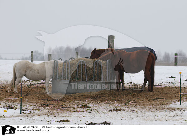 Warmblter und Pony / warmbloods and pony / AP-07379