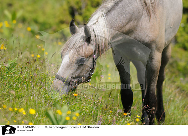 Warmblut / warmblood / DMS-05068