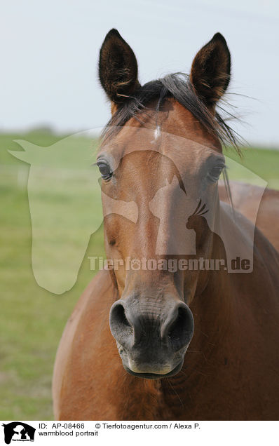 Warmblut Portrait / warmblood portrait / AP-08466