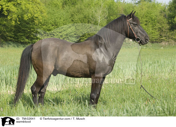 Warmblut / warmblood / TM-02641