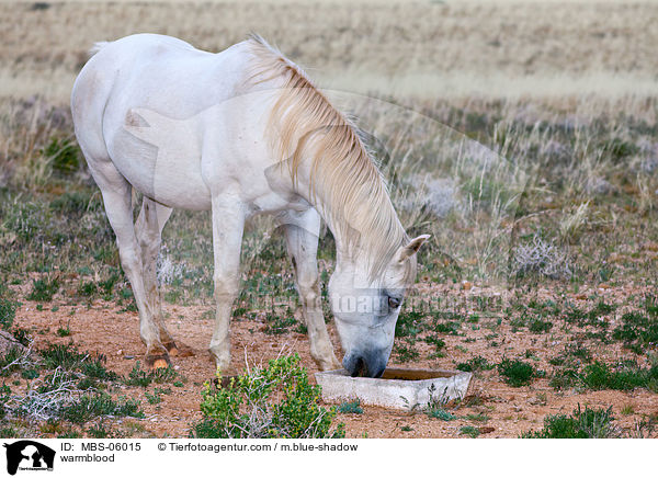Warmblut / warmblood / MBS-06015