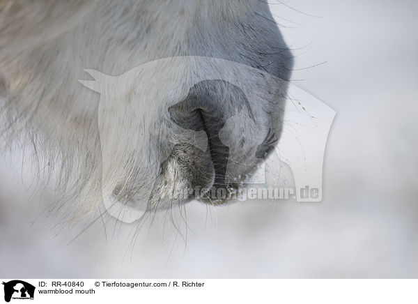 Warmblut Maul / warmblood mouth / RR-40840
