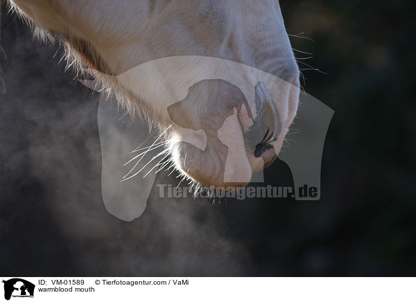 Warmblut Maul / warmblood mouth / VM-01589