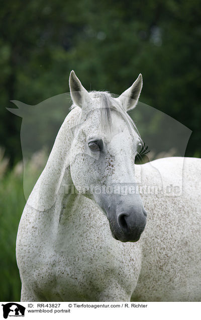 Warmblut Portrait / warmblood portrait / RR-43827