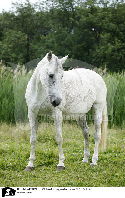 Warmblut / warmblood / RR-43829