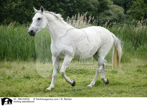 trabendes Warmblut / trotting warmblood / RR-43835
