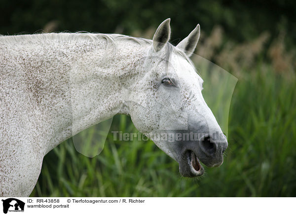 Warmblut Portrait / warmblood portrait / RR-43858