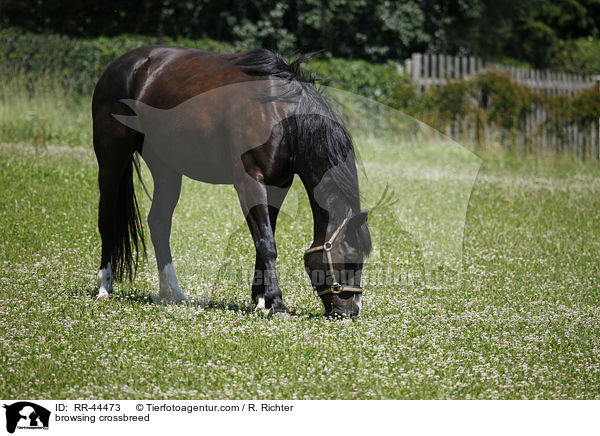grasendes Schweres-Warmblut-Friese-Mix / browsing crossbreed / RR-44473