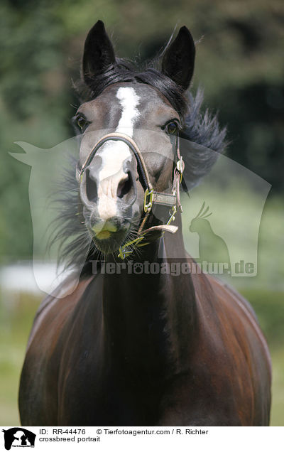 Schweres-Warmblut-Friese-Mix Portrait / crossbreed portrait / RR-44476