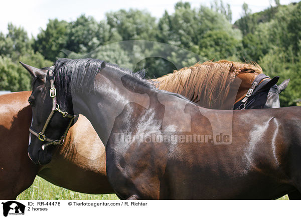 2 Pferde / 2 horses / RR-44478